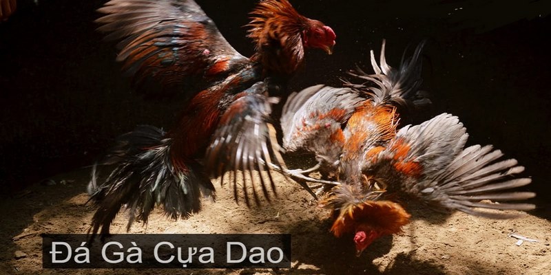 Lợi ích hội viên tham gia vào cá cược đá gà cựa dao