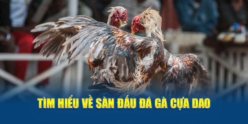 Giới thiệu đá gà cựa dao đầy hấp dẫn